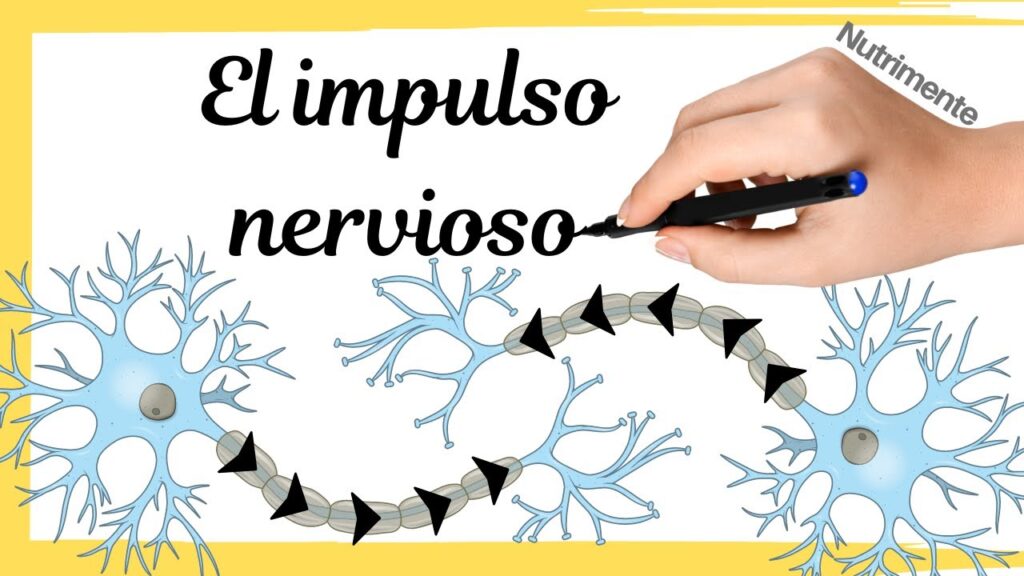 De qué manera algunos procesos vitales involucran electricidad 7 De qué manera algunos procesos vitales involucran electricidad